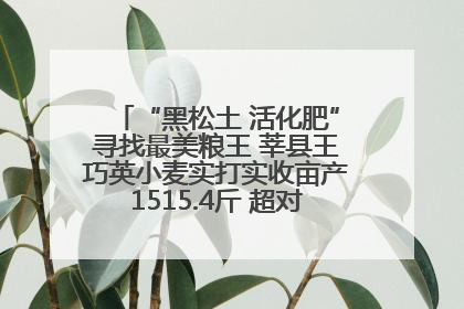 “黑松土 活化肥”寻找最美粮王 莘县王巧英小麦实打实收亩产1515.4斤 超对照田144斤！