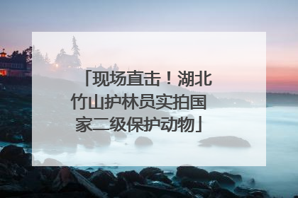 现场直击！湖北竹山护林员实拍国家二级保护动物
