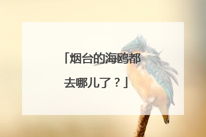 烟台的海鸥都去哪儿了？