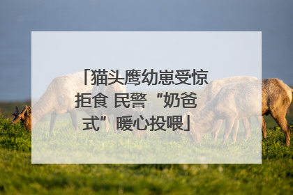 猫头鹰幼崽受惊拒食 民警“奶爸式”暖心投喂