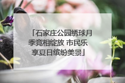 石家庄公园绣球月季竞相绽放 市民乐享夏日缤纷美景