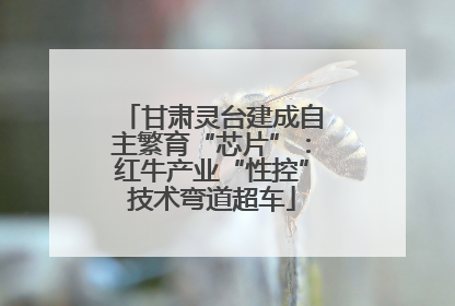 甘肃灵台建成自主繁育“芯片”：红牛产业“性控”技术弯道超车