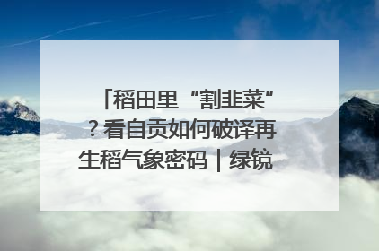 稻田里“割韭菜”？看自贡如何破译再生稻气象密码｜绿镜头·发现中国