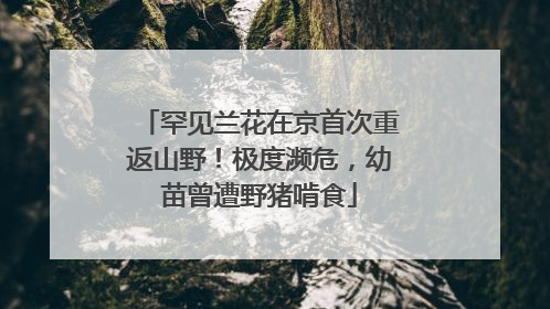 罕见兰花在京首次重返山野！极度濒危，幼苗曾遭野猪啃食