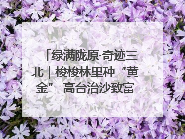 绿满陇原·奇迹三北｜梭梭林里种“黄金” 高台治沙致富很“从容”