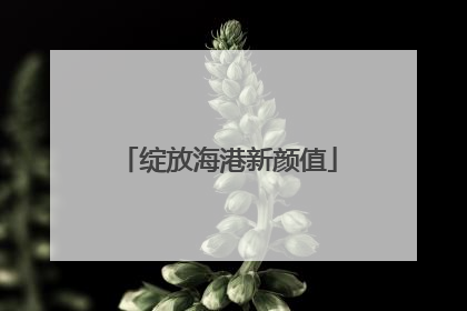绽放海港新颜值