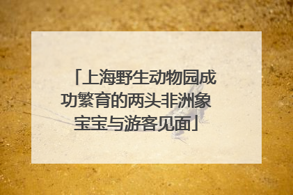 上海野生动物园成功繁育的两头非洲象宝宝与游客见面