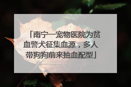 南宁一宠物医院为贫血警犬征集血源，多人带狗狗前来抽血配型