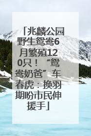 兆麟公园野生鸳鸯6月繁殖120只！“鸳鸯奶爸”车春虎：换羽期盼市民伸援手