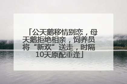 公天鹅移情别恋，母天鹅拒绝相亲，饲养员将“新欢”送走，时隔10天原配重逢