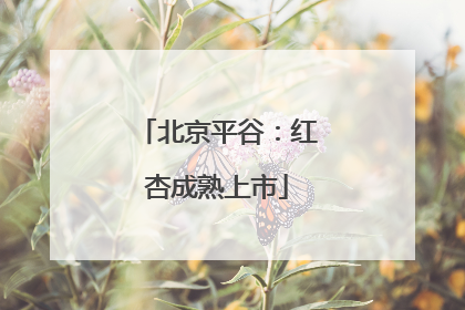 北京平谷：红杏成熟上市