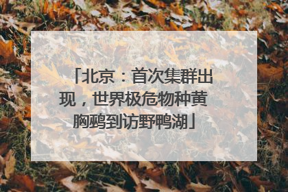 北京：首次集群出现，世界极危物种黄胸鹀到访野鸭湖