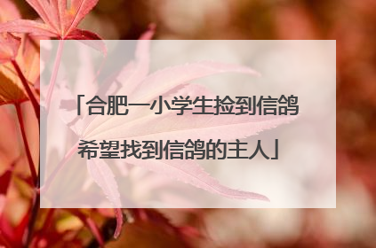 合肥一小学生捡到信鸽 希望找到信鸽的主人