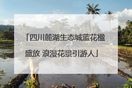 四川麓湖生态城蓝花楹盛放 浪漫花景引游人