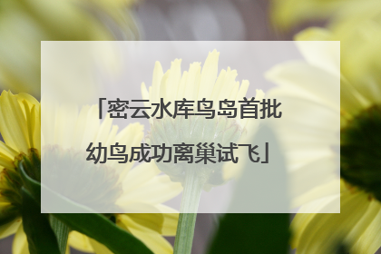 密云水库鸟岛首批幼鸟成功离巢试飞