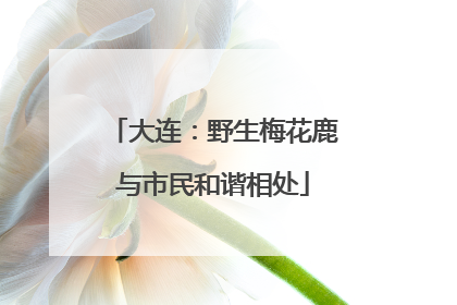 大连：野生梅花鹿与市民和谐相处