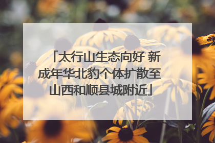 太行山生态向好 新成年华北豹个体扩散至山西和顺县城附近