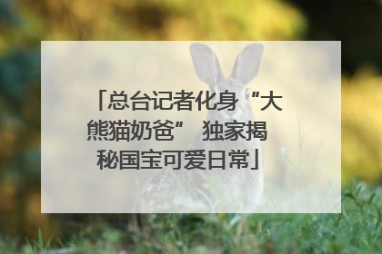 总台记者化身“大熊猫奶爸” 独家揭秘国宝可爱日常