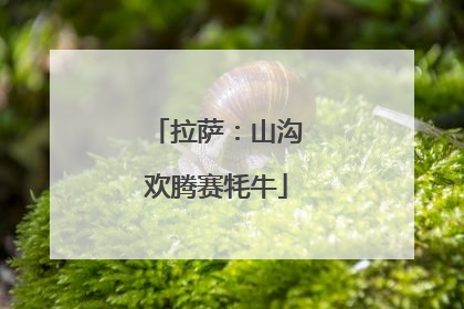 拉萨：山沟欢腾赛牦牛