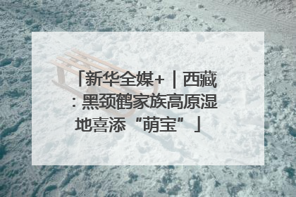 新华全媒+｜西藏：黑颈鹤家族高原湿地喜添“萌宝”