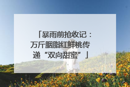 暴雨前抢收记：万斤胭脂红鲜桃传递“双向甜蜜”
