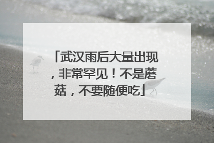 武汉雨后大量出现，非常罕见！不是蘑菇，不要随便吃