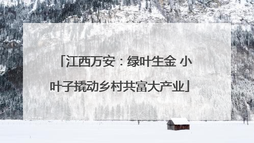 江西万安：绿叶生金 小叶子撬动乡村共富大产业