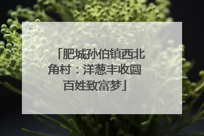 肥城孙伯镇西北角村：洋葱丰收圆百姓致富梦