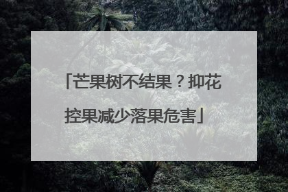 芒果树不结果？抑花控果减少落果危害