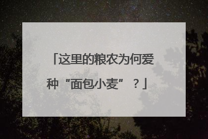 这里的粮农为何爱种“面包小麦”？