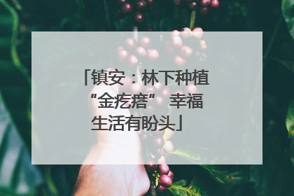 镇安：林下种植“金疙瘩” 幸福生活有盼头
