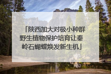 陕西加大对极小种群野生植物保护培育让秦岭石蝴蝶焕发新生机