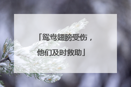 鸳鸯翅膀受伤，他们及时救助